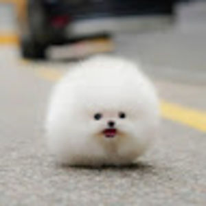 Meet your Posher, Leah